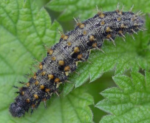 Vanessa atalanta